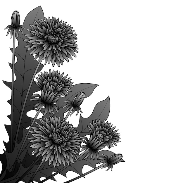 Black and white drawing of dandelions collected in a bouquet Vector illustration