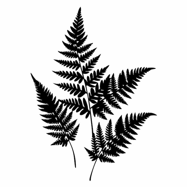 Vector a black and white drawing of a fern with the word fern on it