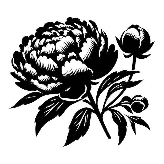 a black and white drawing of a flower with the word  peoni  on it