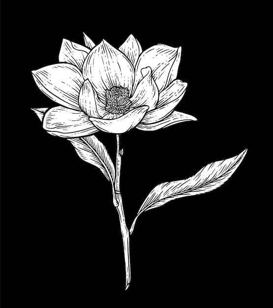 A black and white drawing of a magnolia flower.