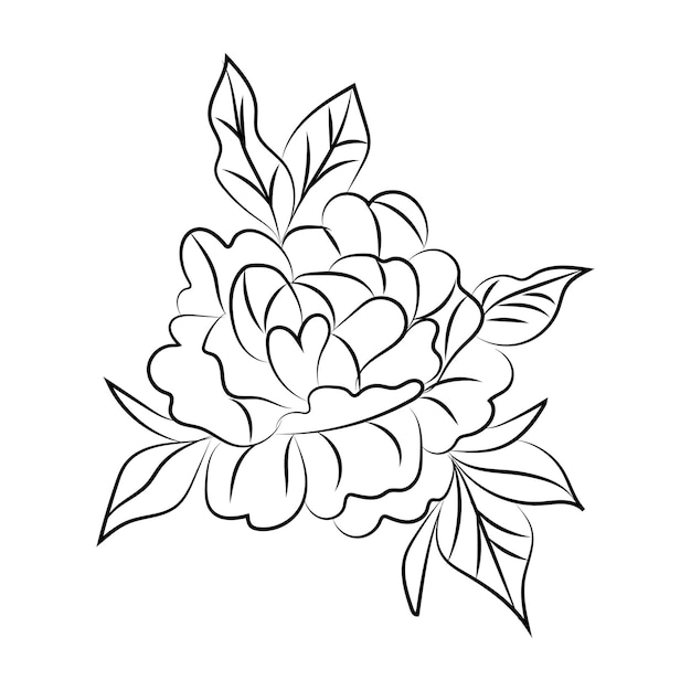 A black and white drawing of a peony.