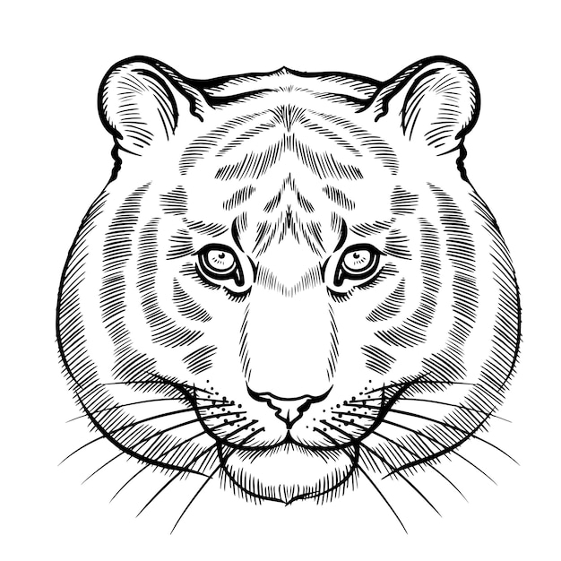 A black and white drawing of a tiger's face.