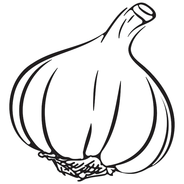 Black and white drawing of a whole garlic line garlic garlic doodle