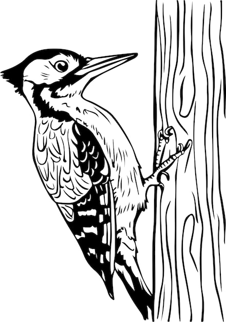 Vector a black and white drawing of a woodpecker perched on a tree trunk