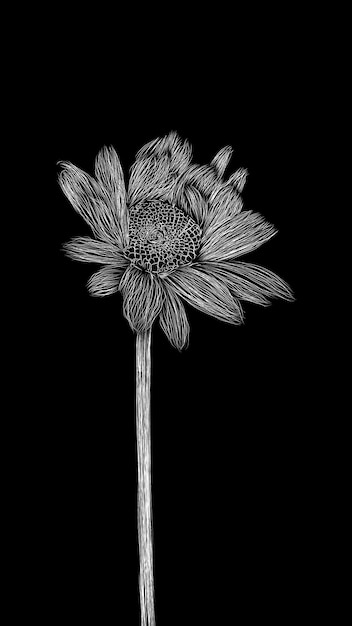 black and white flower made by hand stroke.  Realistic detailed hand drawn clip art element isolate