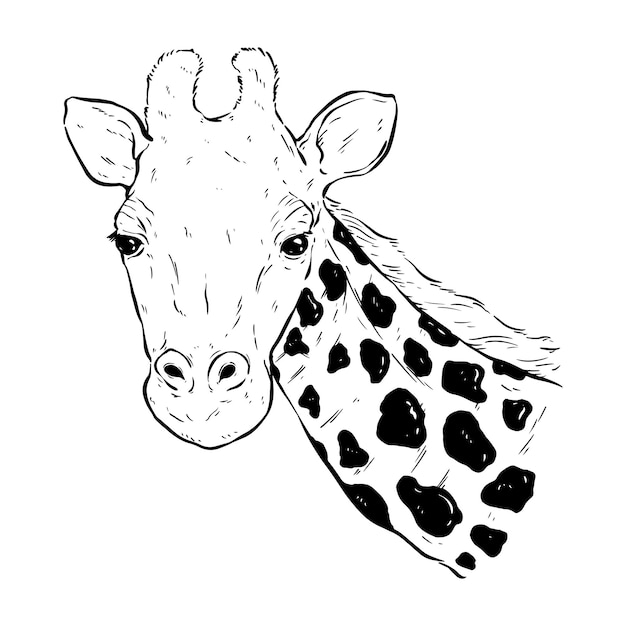 black and white giraffe head with hand draw or sketch style