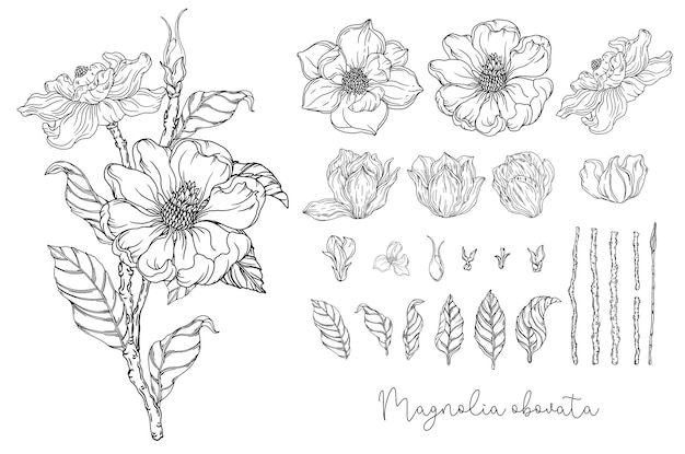 Black and white graphics. White magnolia. Vector illustration. Botanical illustration.