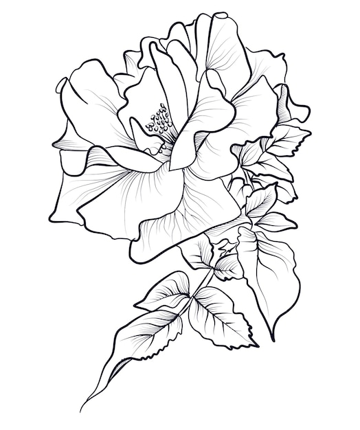 Black and white handdrawn drawing of a rose flower with leaves vector