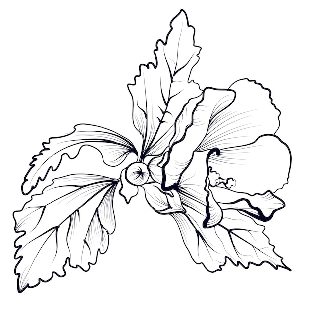 Black and white handdrawn hibiscus flower with leaves vector