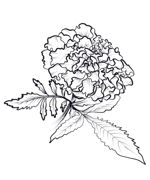 Black and white handdrawn marigold flower vector