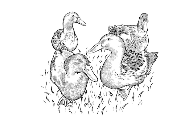 black and white illustration of farm ducks