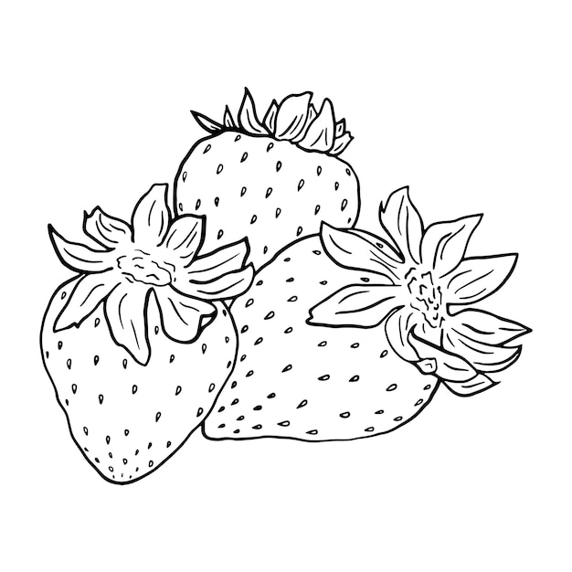 Black and white illustration of three strawberries isolated on a white background