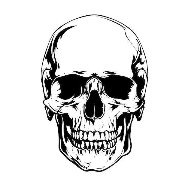 Vector a black and white image of a skull with a black outline