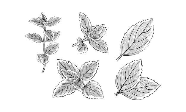 Black and White Line Art Illustration of Mint Leaves