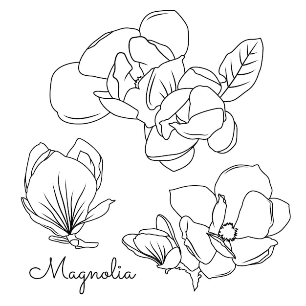 Black and white line illustration of magnolia flower on a white background