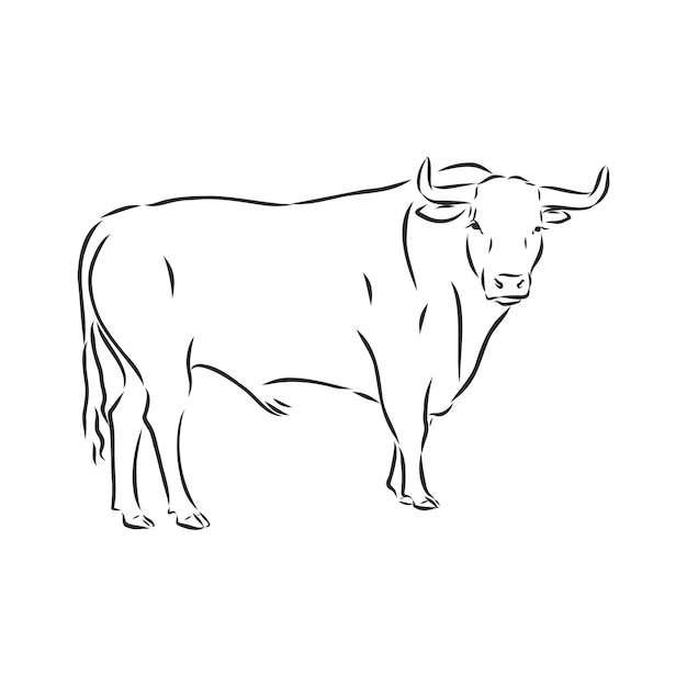 Black and white linear paint draw bull vector illustration. bull vector sketch illustration