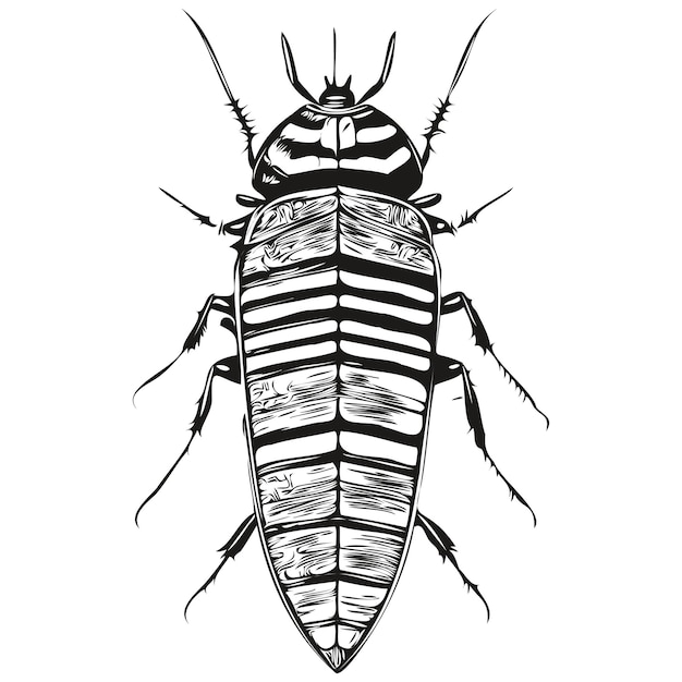 Black and white linear paint draw cockroach vector illustration cockroaches