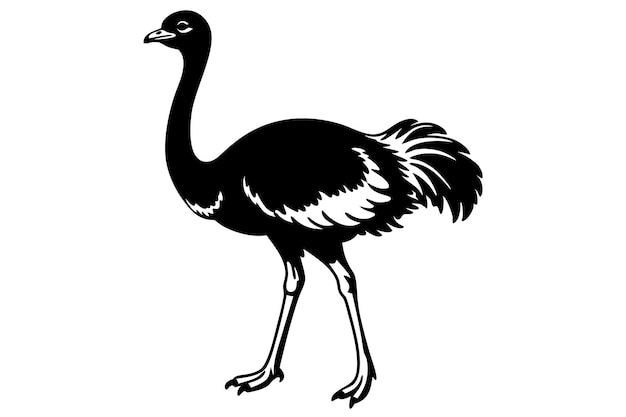 a black and white ostrich silhouette vector illustration on white background