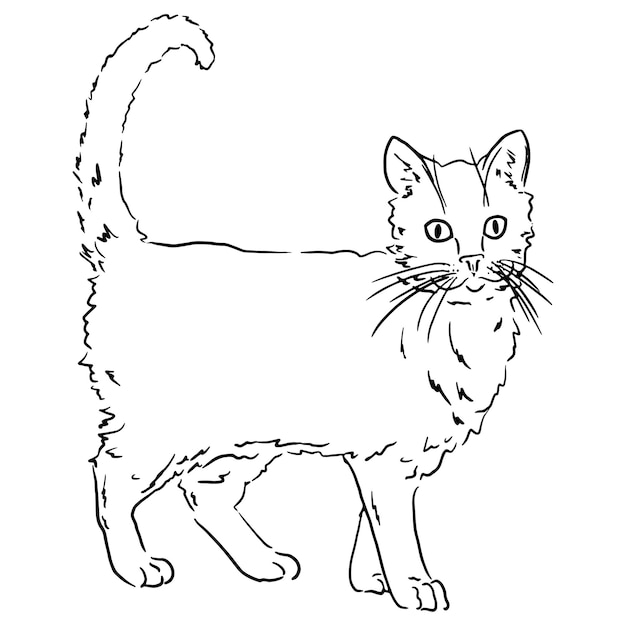 Black and white outline illustration of a cat on a white background.