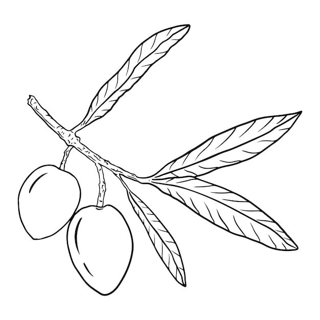 Black and white outline illustration of an olive branch with two ripe berries on a white background