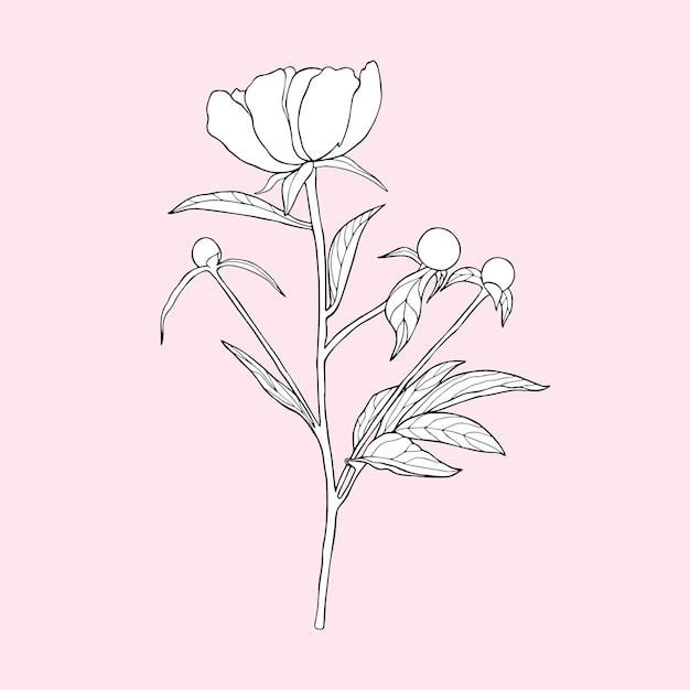 Black and white peony on a pink background