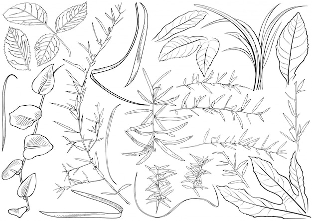 Black and White Plant Leaves Drawing Set