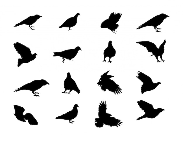 Black and white silhouette dove crow .  Illustration