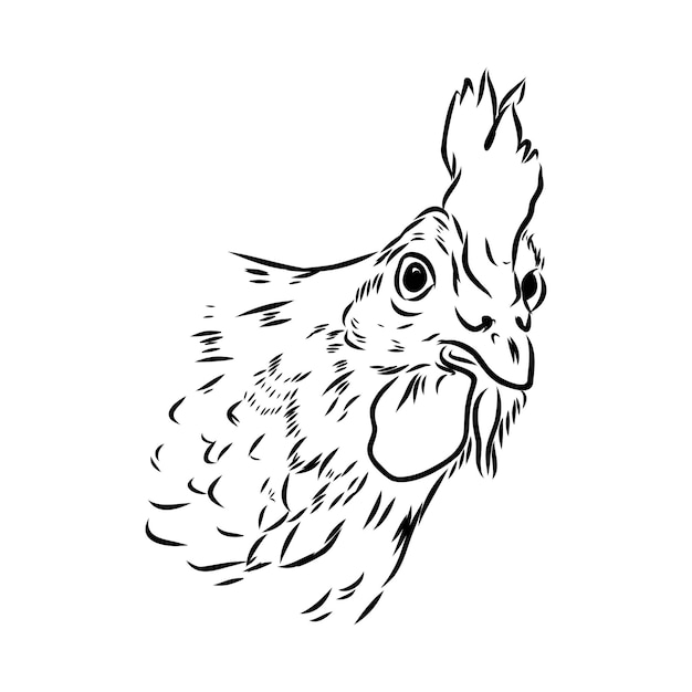 Black and white sketch of a chickens face Vector portrait