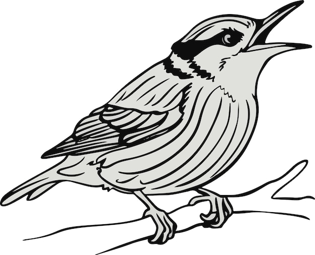 Black and White Sketch of a Nuthatch Perched on a Branch