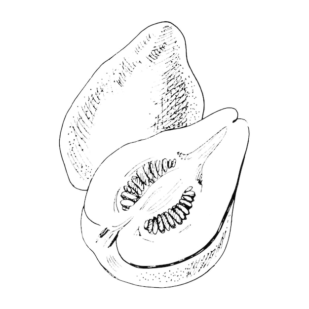 Black and white sketch of two quinces on a white background, Vector hand drawn illustration