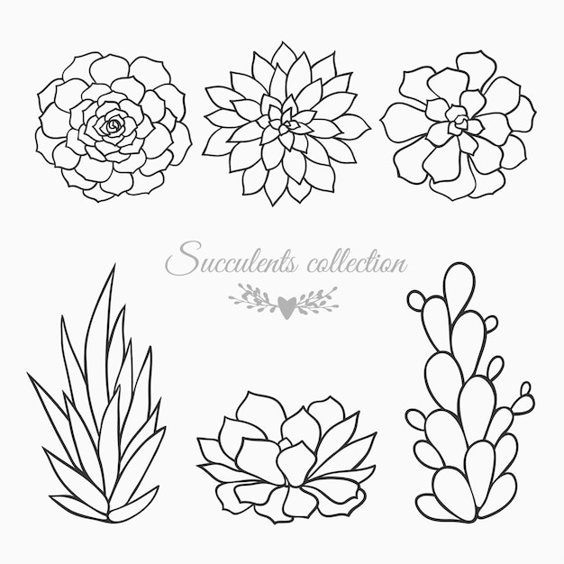 Black and white sketches of succulents vector illustration isolated on white