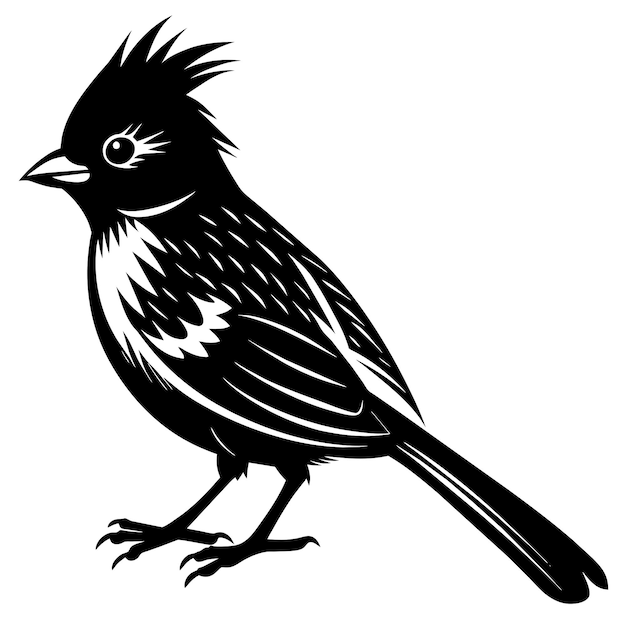 Black and White Striped Bulbul Illustration Isolated on White Background