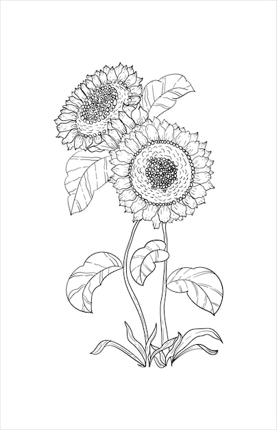 Black and white sunflower lineart botanical illustration Vintage floral clip art handdrawn flower