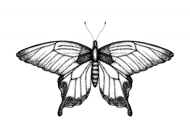 Black and white vector illustration of a butterfly. Hand drawn insect sketch. Detailed graphic drawing of bird wing in vintage style.