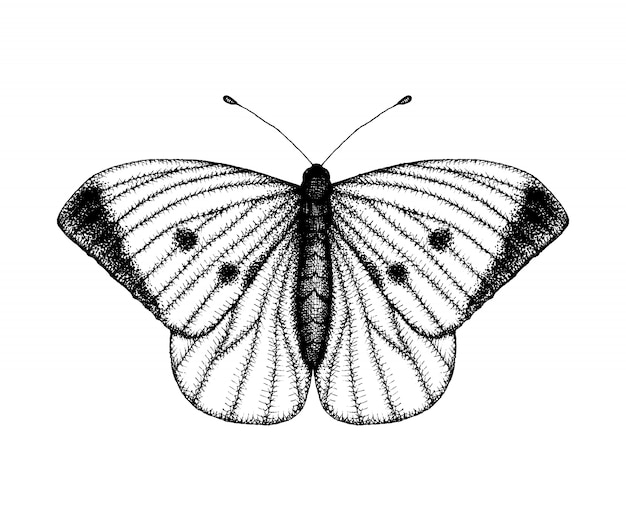 Black and white vector illustration of a butterfly. Hand drawn insect sketch. Detailed graphic drawing of wall brown in vintage style.