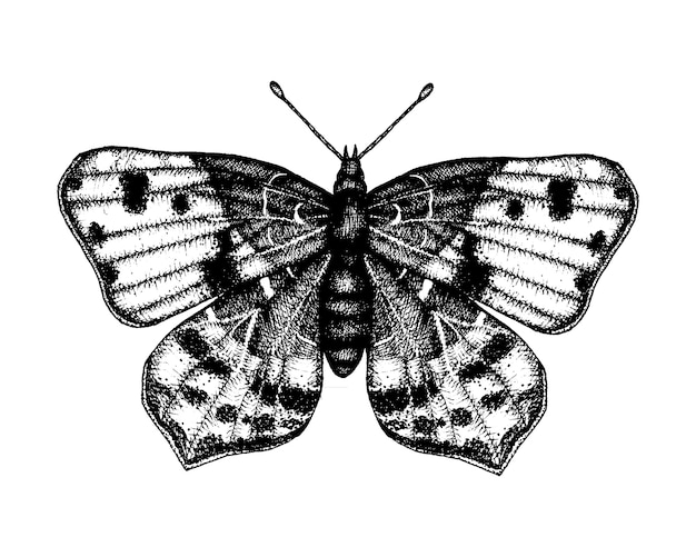 Black and white vector illustration of a butterfly. Hand drawn insect sketch. Detailed graphic drawing of wall brown in vintage style.