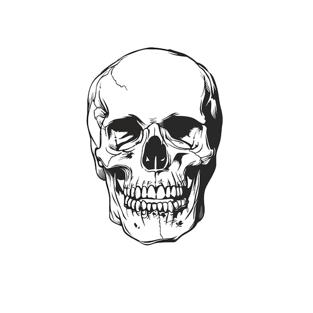 Black and white vector image of a human skull