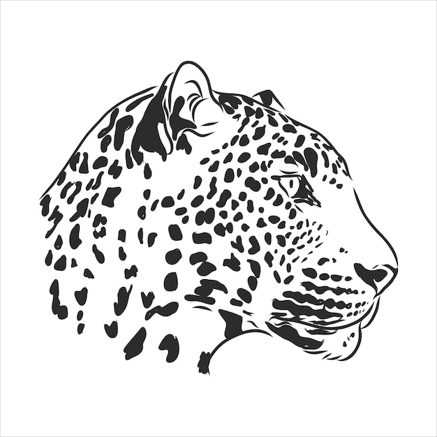 Black and white vector sketch of a leopard's head