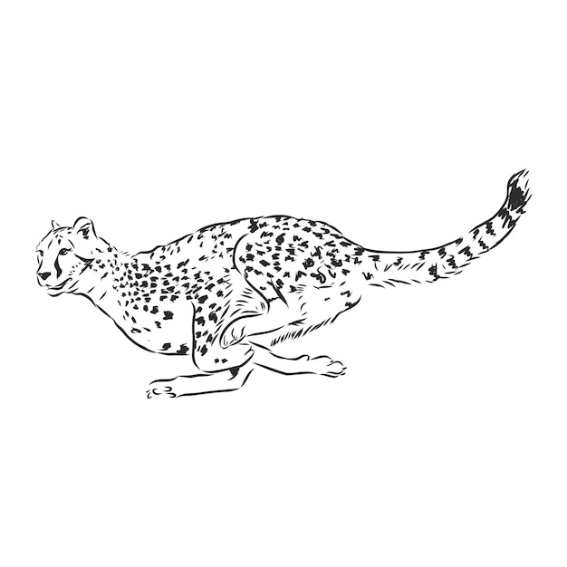 Black and white vector sketch of running Cheetah Acinonyx jubatus