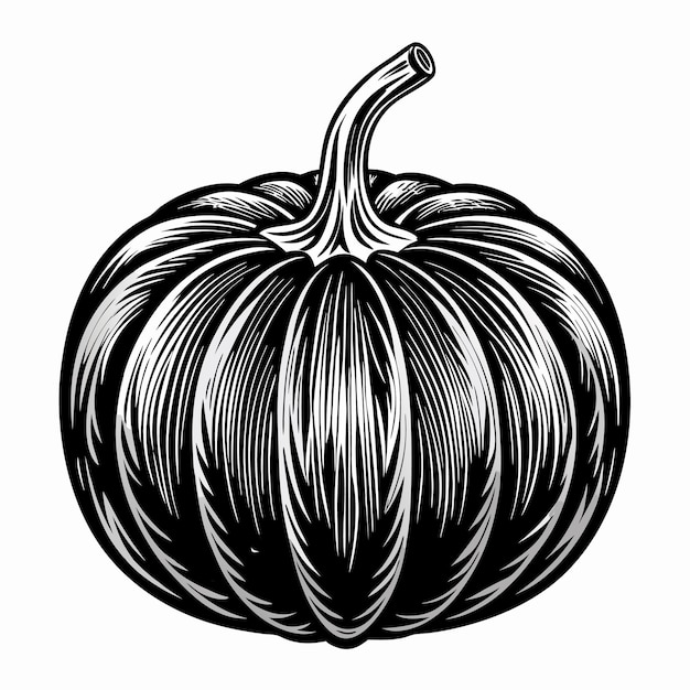 Black and White Vintage Engraving Style Illustration of a Pumpkin Isolated on White Background