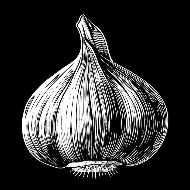 Black and White Woodcut Garlic Illustration with Detailed Lines on Black Background