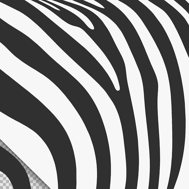 Black white zebra skin pattern vector