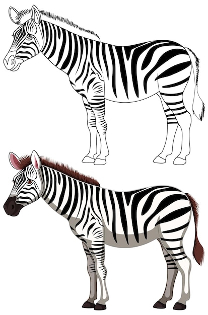 Black and White Zebra