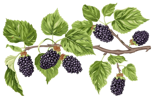 Vector blackberries branch with ripe berries