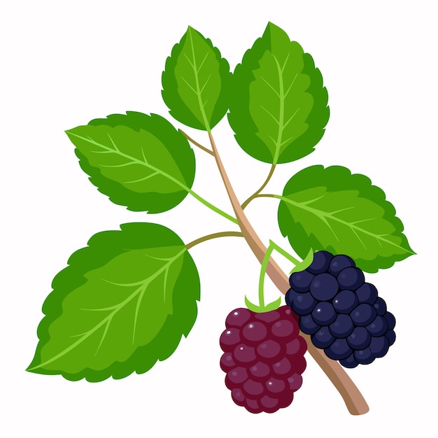 Vector blackberries with green leaves on a branch