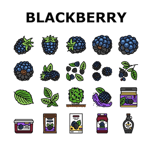 Vector blackberry fruit berry black food icons set vector