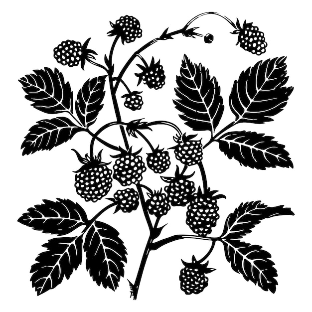 Vector blackberry plant silhouette