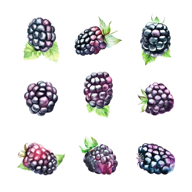 blackberry set Watercolor hand drawn illustration isolated on white background