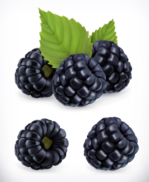 Blackberry. Sweet fruit. Forest berry. 3d  icons set. Realistic illustration