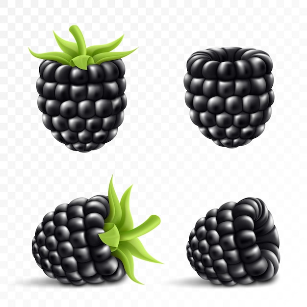 Blackberry Sweet fruit Forest berry 3d vector icons set Realistic illustration